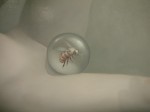 dscn8745 dscn8745