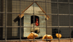picture-61