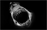 b-shark14
