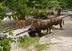 christoph_steinbrener-rainer_dempf-trouble_in_paradise-bison-2009