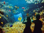 christoph_steinbrener-rainer_dempf-trouble_in_paradise-coral_reef-2009