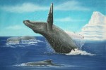 whale20110