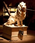 lion lion