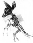 Nicolas Lampert - Kangaroo Nicolas Lampert - Kangaroo