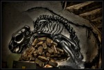 4503376515_c785828831_b
