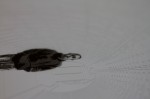 img_8988 img_8988