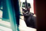 Arthur the cat overseas the creative process for Krista